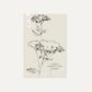 Achillea millefolium 'Summer Pastels' (Achillée Millefeuille)