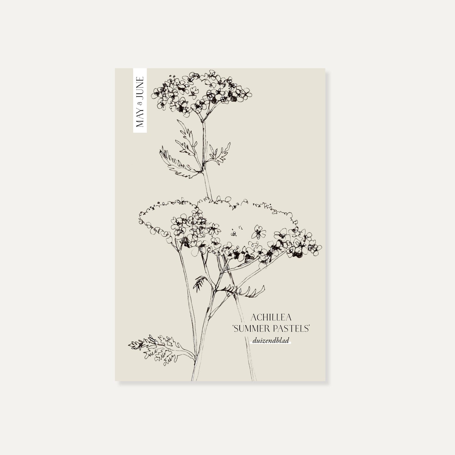 Achillea millefolium 'Summer Pastels' (Achillée Millefeuille)