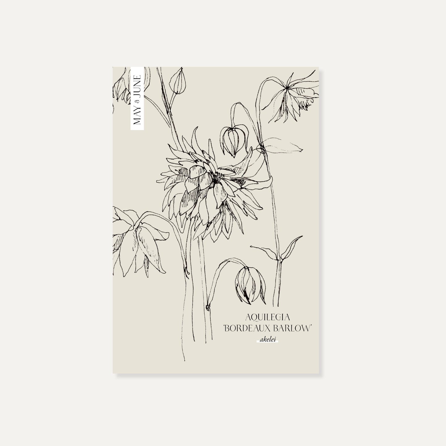 Aquilegia vulgaris ‘Bordeaux Barlow’ (akelei)