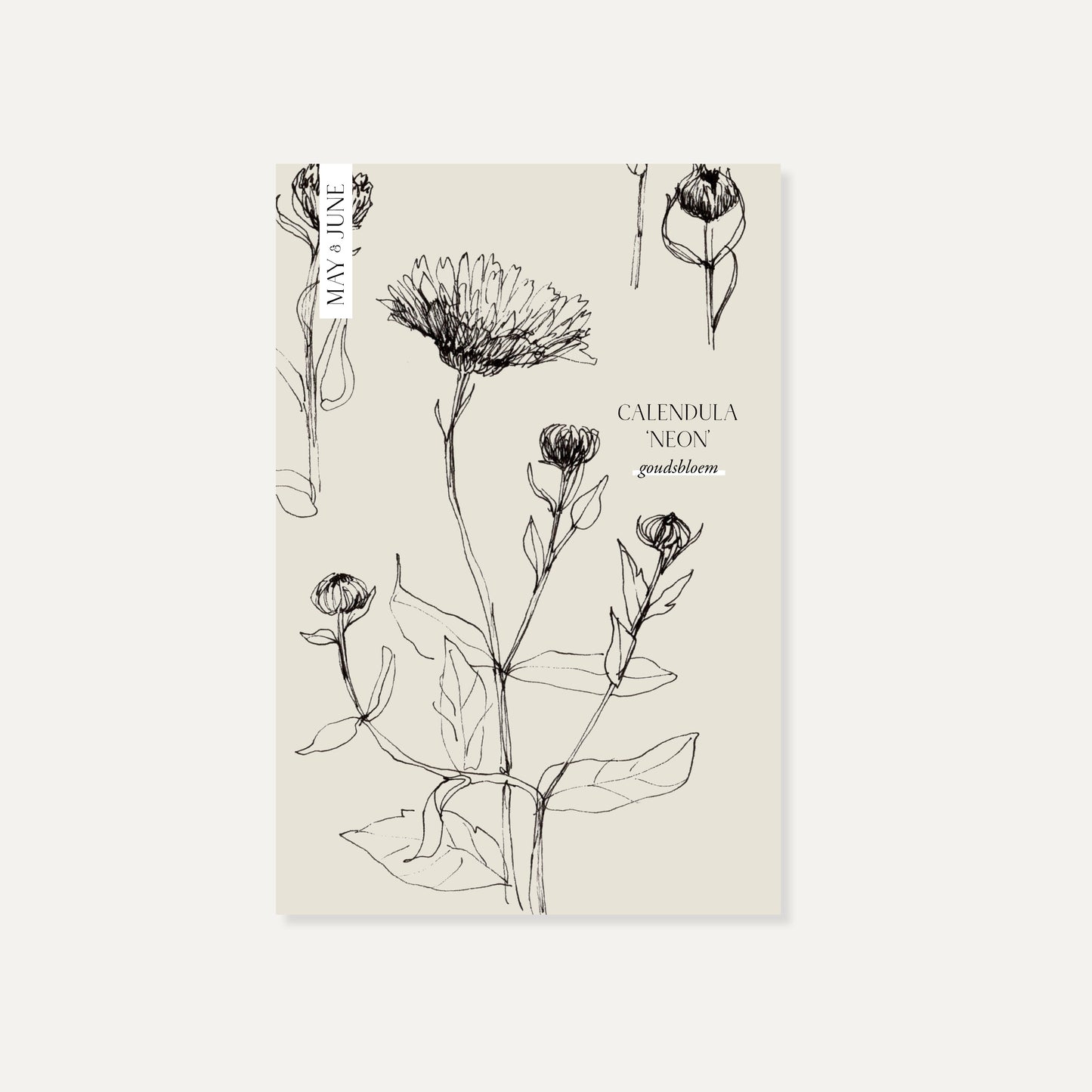 Calendula officinalis ‘Neon’ (goudsbloem)