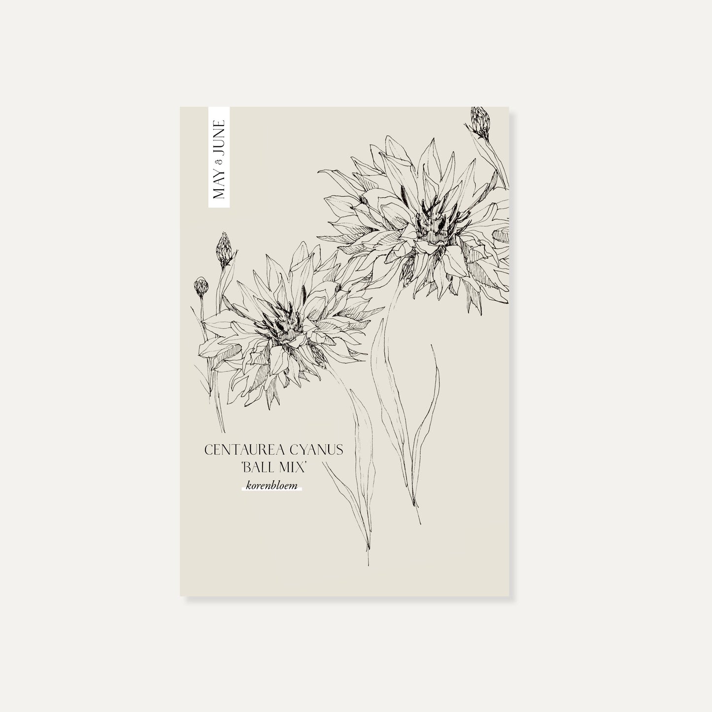 Centaurea cyanus ‘Ball Mix’ (korenbloem)