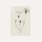 Centaurea cyanus ‘Mauve Ball’ (korenbloem)