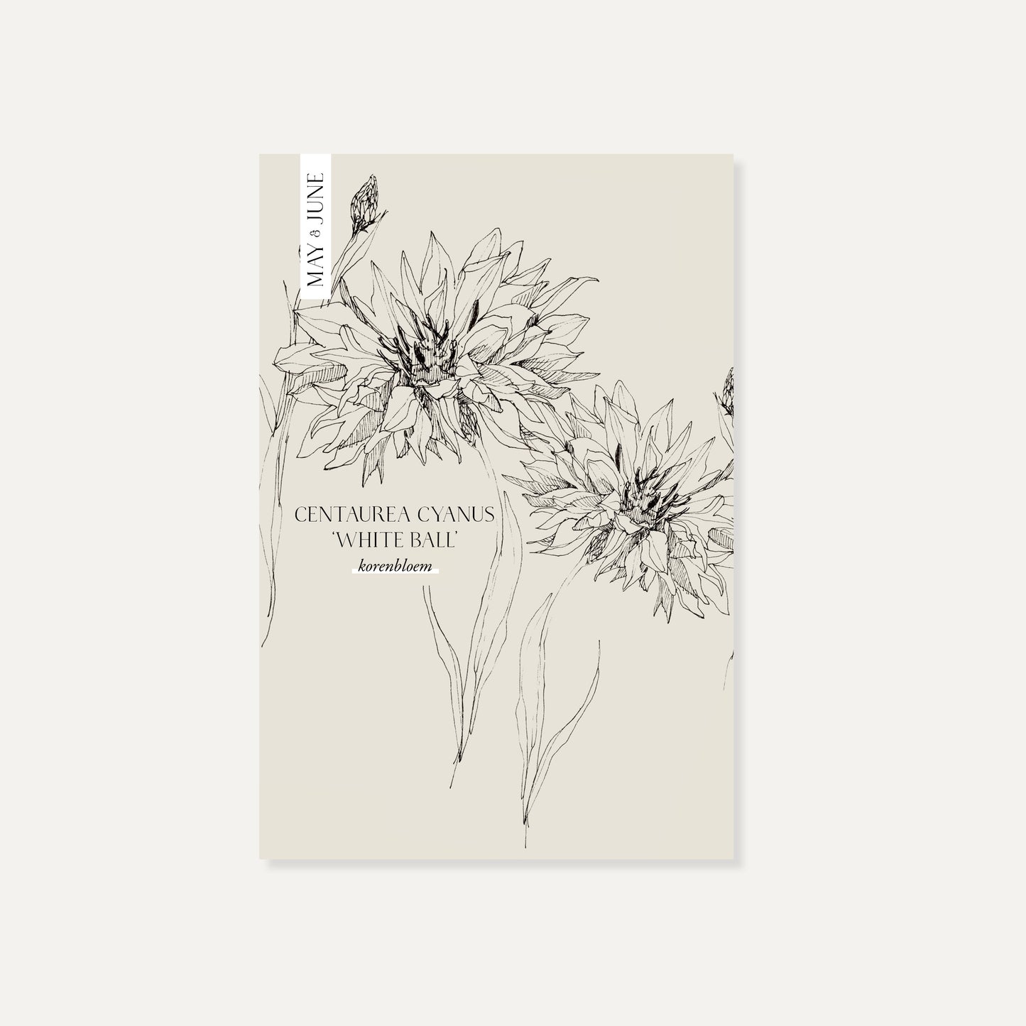 Centaurea cyanus ‘White Ball’ (korenbloem)
