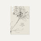 Cosmos bipinnatus ‘Double Dutch Rose’ (cosmea)