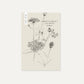 Didiscus caeruleus ‘Lacy Mixed’ (kantbloem)