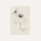 Echinacea purpurea ‘Magnus’ (zonnehoed)