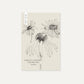 Echinacea purpurea ‘Paradiso Tall mix’ (zonnehoed)