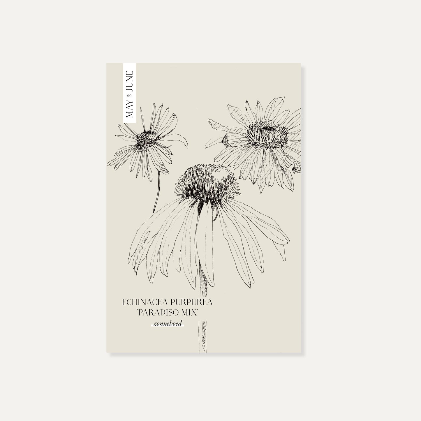 Echinacea purpurea ‘Paradiso Tall mix’ (zonnehoed)