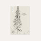 Lupinus polyphyllus ‘The Chandelier’ (lupine)