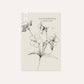 Geranium pratense (beemdooievaarsbek) ECO