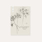 Orlaya grandiflora ‘White Lace’ (straalscherm) BIO
