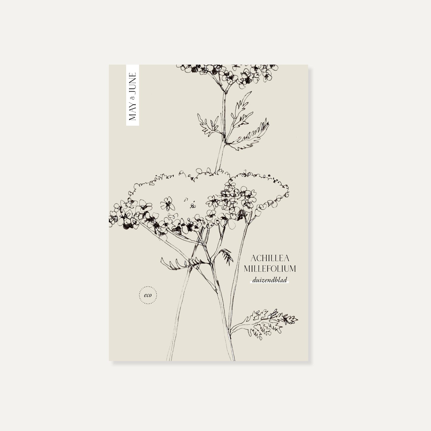 Achillea millefolium (duizendblad) ECO