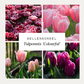 Bollenbundel Tulpenmix 'Colourful'