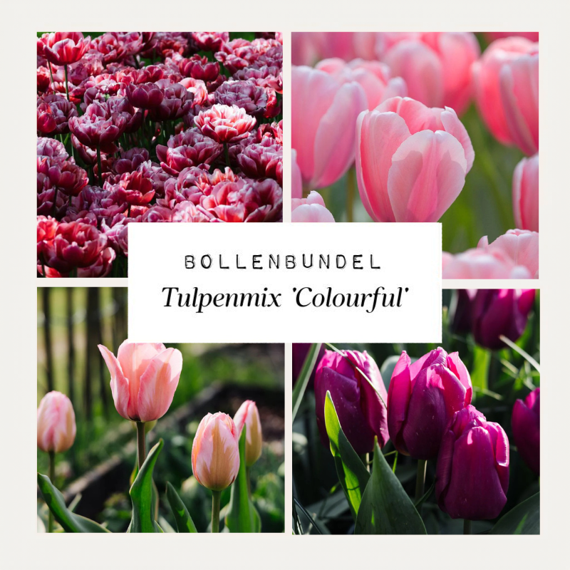 Bollenbundel Tulpenmix 'Colourful'