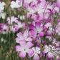 Agrostemma gracilis ‘Queen Mix’ (bolderik)