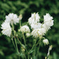 Aquilegia vulgaris 'White Barlow' (Ancolie)