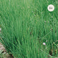 Bieslook (Allium schoenoprasum)