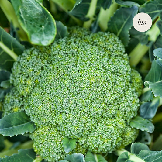 Broccoli 'Calabrese Natalino' BIO