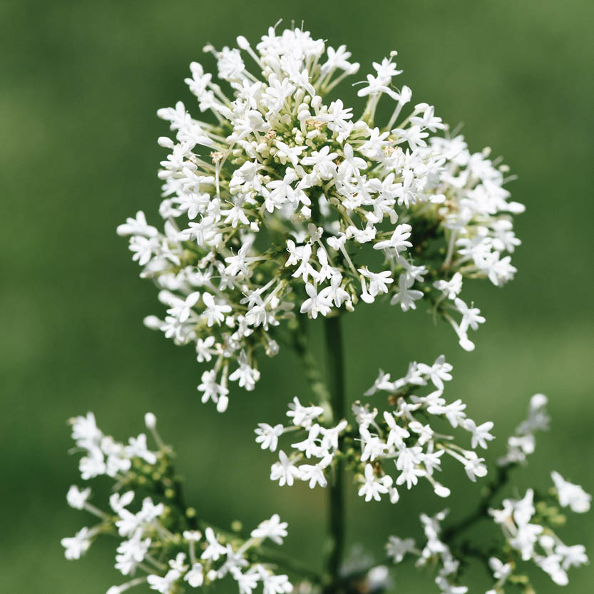 Centranthus ruber 'Alba' (Weißer Spornblume)