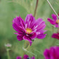 Cosmos bipinnatus 'Fizzy Purple' (Cosmea)