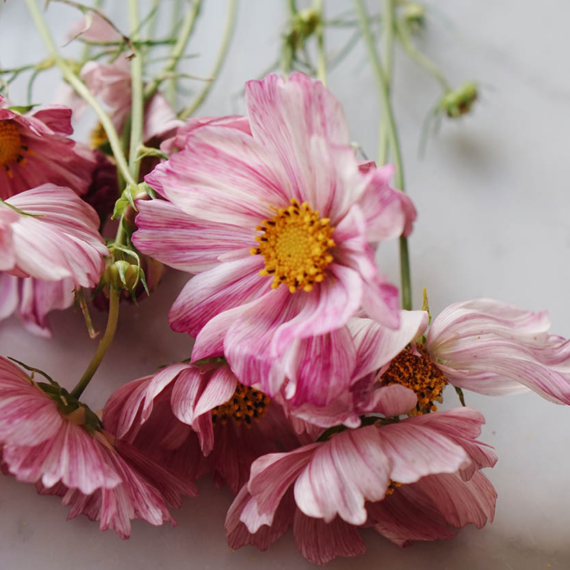 Cosmos bipinnatus ‘Rosetta’ (cosmea)