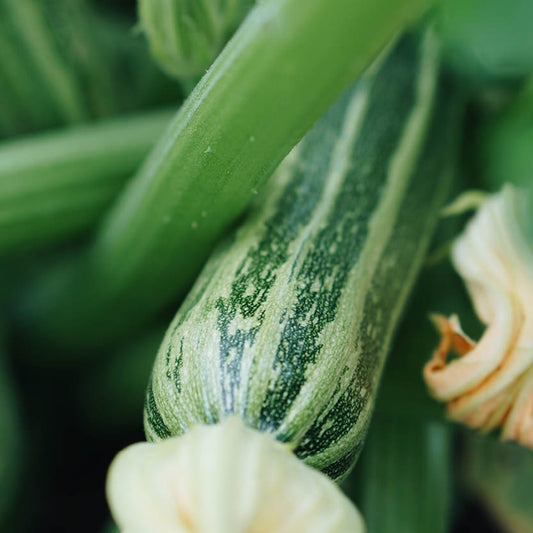 Courgettes 'Nimba'