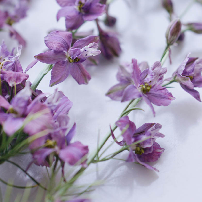 Delphinium consolida 'Misty Lavender' (pied d'alouette)