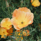 Eschscholzia californica ‘Thai Silk Apricot Chiffon’ (slaapmutsje)