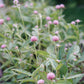 Gomphrena globosa ‘Rose’ (kogelamarant)