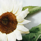 Helianthus annuus ‘ProCut White Nite’ (zonnebloem)