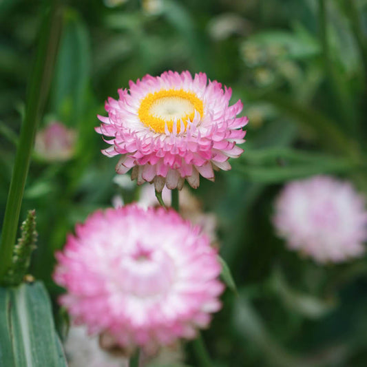 Helichrysum bracteatum 'Bright Pink' (Strohblume)