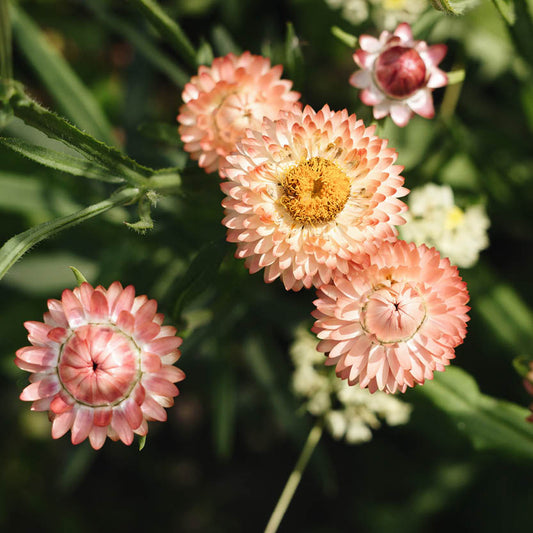 Helichrysum bracteatum ‘Salmon’ (strobloem)