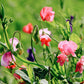 Lathyrus odoratus ‘Royal Mix’ (reukerwt)