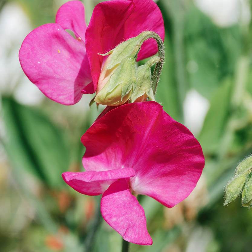 Lathyrus odoratus ‘Royal Rose Pink’ (reukerwt)