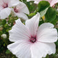 Lavatera trimestris ‘Pink Blush’ (struikmalva)