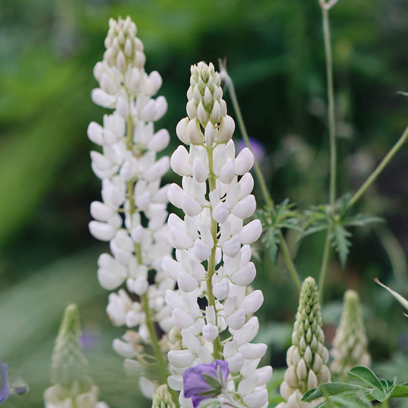 Lupinus polyphyllus ‘Noble Maiden’ (lupine)