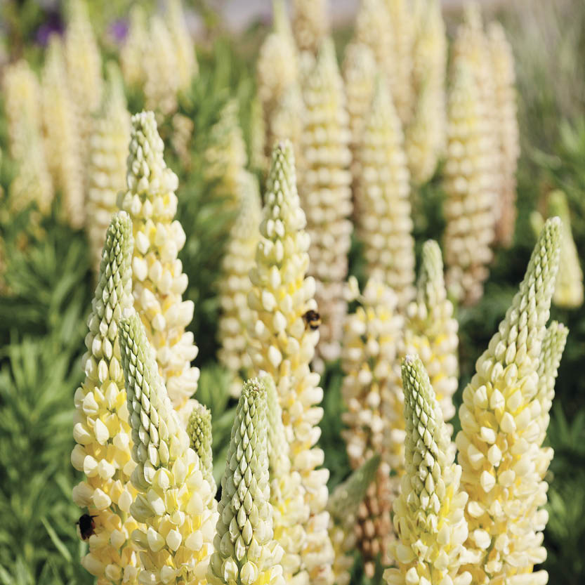 Lupinus polyphyllus ‘The Chandelier’ (lupine)