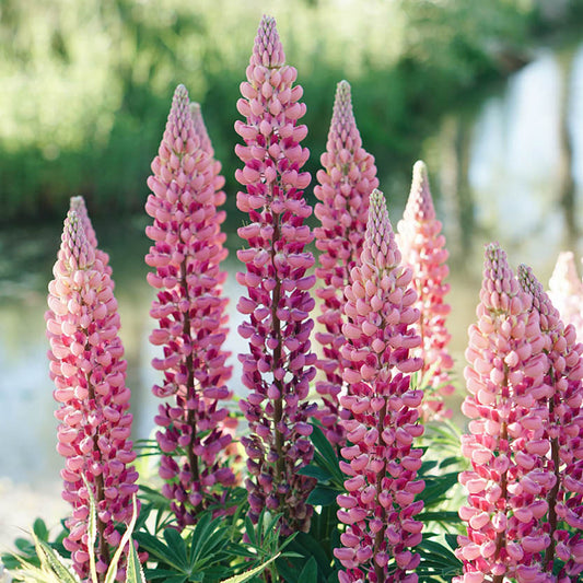 Lupinus polyphyllus 'The Chatelaine' (Lupine)