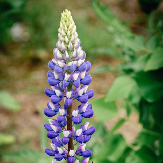 Lupinus polyphyllus ‘The Governor’ (lupine)