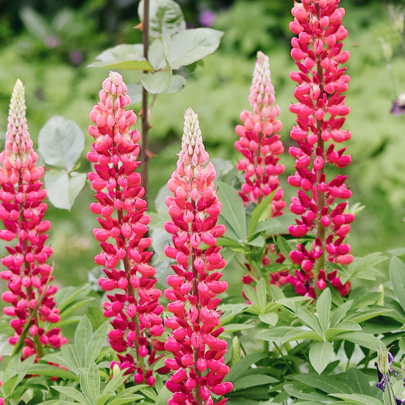 Lupinus polyphyllus ‘The Pages’ (lupine)