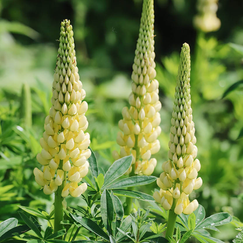 Lupinus polyphyllus ‘Gallery Yellow Shades’ (lupine)