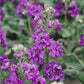 Matthiola incana ‘Anytime Lavender’ (zomer violier)
