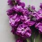 Matthiola incana ‘Anytime Lavender’ (zomer violier)