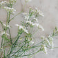 Orlaya grandiflora ‘White Lace’ (straalscherm) BIO