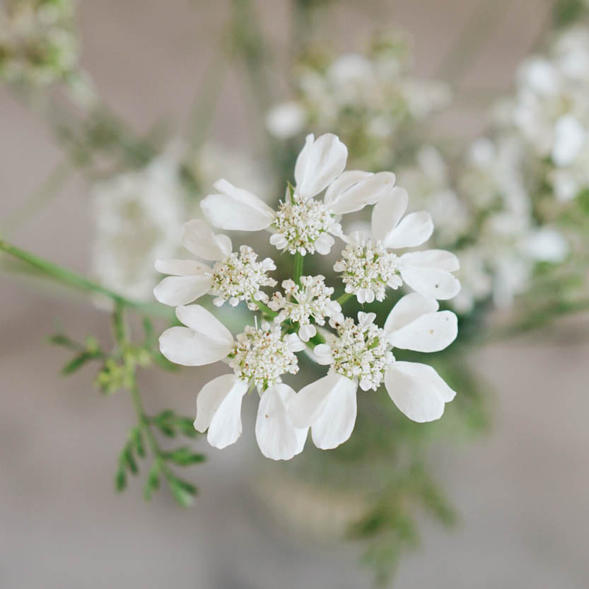 Orlaya grandiflora ‘White Lace’ (straalscherm) BIO