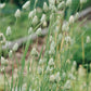 Phalaris canariensis (Graine d'alpiste)