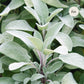 Sauge (Salvia officinalis) BIO
