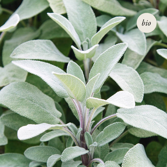Salbei (Salvia officinalis) BIO