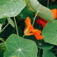 Tropaeolum minus ‘Whirlybird Tangerine’ (Oost-Indische kers)