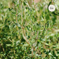 Zomertijm (Thymus vulgaris) BIO